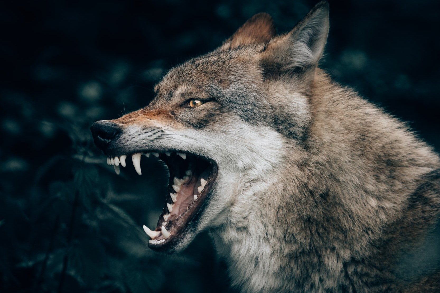 wolf die bijt met opengesperde bek van dichtbij in de natuur
